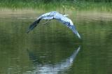 B5148 Blue Heron Reflection Vera's Child Photography: Art Notes and Cards from Lawrence KS. Julie Matchett is VerasChild