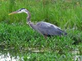 0032 Heron Vera's Child Photography: Art Notes and Cards from Lawrence KS. Julie Matchett is VerasChild