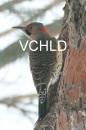 7777 Strong Profile Vera's Child Photography: Art Notes and Cards from Lawrence KS. Julie Matchett is VerasChild