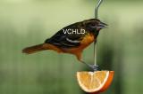 6681 Mr. Oriole Vera's Child Photography: Art Notes and Cards from Lawrence KS. Julie Matchett is VerasChild