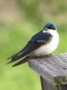 0270 Tree Swallow Vera's Child Photography: Art Notes and Cards from Lawrence KS. Julie Matchett is VerasChild