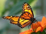 1204 Monarch Vera's Child Photography: Art Notes and Cards from Lawrence KS. Julie Matchett is VerasChild
