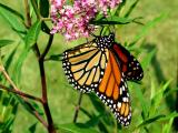 5166 Monarch Vera's Child Photography: Art Notes and Cards from Lawrence KS. Julie Matchett is VerasChild