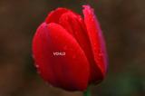3002 Tulip/Rain Vera's Child Photography: Art Notes and Cards from Lawrence KS. Julie Matchett is VerasChild