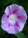 A0420 Morning Glory Vera's Child Photography: Art Notes and Cards from Lawrence KS. Julie Matchett is VerasChild