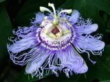 0411 PassionFlower Vera's Child Photography: Art Notes and Cards from Lawrence KS. Julie Matchett is VerasChild