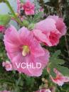 0061 Darlene's Hollyhocks Vera's Child Photography: Art Notes and Cards from Lawrence KS. Julie Matchett is VerasChild