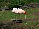 7486 Sleeping Flamingos Vera's Child Photography: Art Notes and Cards from Lawrence KS. Julie Matchett is VerasChild